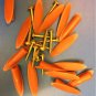 Kreg Style Pocket Hole Jig Kit System Wood Working & Joinery + Step Drill Bit