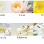 Petitfee Snow Lotus White Tone Up Cream 50ml +Free Sample