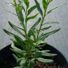 1 - Organic Goji Berry Plant (Lycium Barbarum) 1 - Organic Goji Berry Plant (Lycium Barbarum)