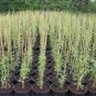 1 - Organic Goji Berry Plant (Lycium Barbarum)