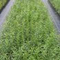 1 - Organic Goji Berry Plant (Lycium Barbarum)