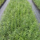 2 - Organic Goji Berry Plants (Lycium Barbarum) [2-Pack]