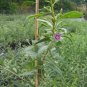 2 - Organic Goji Berry Plants (Lycium Barbarum) [2-Pack]