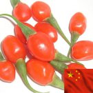 Organic Goji Berry Seeds From China [1000+ Pack]