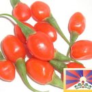Tibetan Grown Organic Goji Berry Seeds [1000+ Pack]