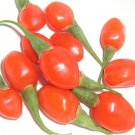 Organic Lycium Barbarum Wolfberry Goji Seeds (Red Goji Berry) [1000+ Pack]