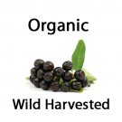 Wild Harvested Organic Maqui Seeds [15+ Pack]