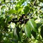 Wild Harvested Organic Maqui Seeds [15+ Pack]