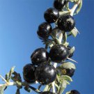 Organic Black Goji Berry Seeds [100+ Pack]