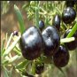 Organic Black Goji Berry Seeds [100+ Pack]