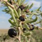 Organic Black Goji Berry Seeds [100+ Pack]