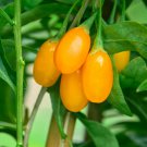 Yellow Goji Berry Seeds - Amber Sweet Golden Wolfberry Seeds [10 Pack]