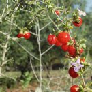 Arizona Desert-Thorn "Littleleaf" Goji Berry Seeds - Lycium Exsertum [25+ Pack]