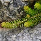 Angelina Stonecrop - Sedum Rupestre - Organically Grown Evergreen Hardy Succulent [20 Cuttings]