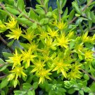 Stringy Stonecrop - Sedum Sarmentosum - Organically Grown Gold Moss Hardy Succulent [20 Cuttings]