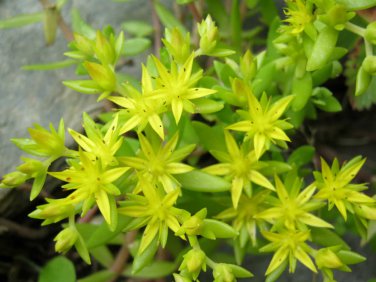 Stringy Stonecrop - Sedum Sarmentosum - Graveyard Moss Ground Cover Hardy Succulent [20 Seeds]