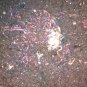 5 Lbs. the Best Organic Fertilizer for Tomatoes and Vegetables