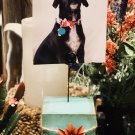3 in Aqua Photo Display
