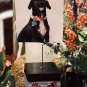 3 in Black Photo Display