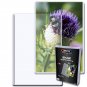 Pack of 20 BCW 8X12 Photo Topload Holder (1-TLCH-8X12)