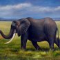 Elephant 24x36 in. stretched Oil Painting Canvas Art Wall Decor modern001