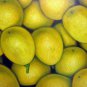 Fruit 24x36 in. stretched Oil Painting Canvas Art Wall Decor modern001