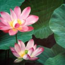 Lotus 24x36 in. stretched Oil Painting Canvas Art Wall Decor modern102