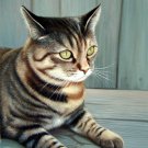 prtrait of pet cat 16x20 in. stretched Oil Painting Canvas Art Wall Decor modern002