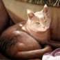prtrait of pet cat 16x20 in. stretched Oil Painting Canvas Art Wall Decor modern006