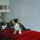 prtrait of pet cat 16x20 in. stretched Oil Painting Canvas Art Wall Decor modern008 prtrait of pet cat 16x20 in. stretched Oil Painting Canvas Art Wall Decor modern008