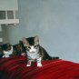 prtrait of pet cat 16x20 in. stretched Oil Painting Canvas Art Wall Decor modern008