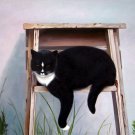 prtrait of pet cat 16x20 in. stretched Oil Painting Canvas Art Wall Decor modern011 prtrait of pet cat 16x20 in. stretched Oil Painting Canvas Art Wall Decor modern011