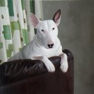 prtrait of pet dog 16x20 in. stretched Oil Painting Canvas Art Wall Decor modern001