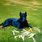 prtrait of pet dog 16x20 in. stretched Oil Painting Canvas Art Wall Decor modern023 prtrait of pet dog 16x20 in. stretched Oil Painting Canvas Art Wall Decor modern023