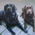 prtrait of pet dog 16x20 in. stretched Oil Painting Canvas Art Wall Decor modern027
