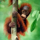 prtrait of Monkey 16x20 in. stretched Oil Painting Canvas Art Wall Decor modern001 prtrait of Monkey 16x20 in. stretched Oil Painting Canvas Art Wall Decor modern001