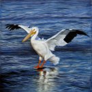 Pelican 16x16 in. stretched Oil Painting Canvas Art Wall Decor modern01D
