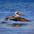 Pelican 16x16 in. stretched Oil Painting Canvas Art Wall Decor modern02D