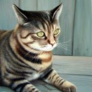 prtrait of pet cat 12x16 in. stretched Oil Painting Canvas Art Wall Decor modern002