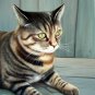 prtrait of pet cat 12x16 in. stretched Oil Painting Canvas Art Wall Decor modern002