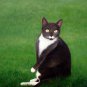 prtrait of pet cat 12x16 in. stretched Oil Painting Canvas Art Wall Decor modern003