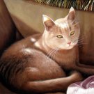 prtrait of pet cat 12x16 in. stretched Oil Painting Canvas Art Wall Decor modern006
