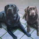 prtrait of pet dog 12x16 in. stretched Oil Painting Canvas Art Wall Decor modern027
