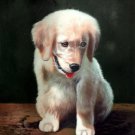 prtrait of pet dog 12x16 in. stretched Oil Painting Canvas Art Wall Decor modern036
