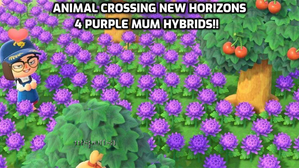 4 Purple Mums Hybrid Flowers Bundle Lot - Animal Crossing New Horizons ACNH