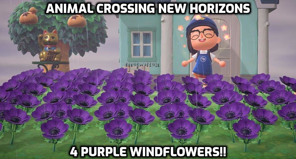 4 RARE Purple Windflowers Hybrid Flowers Bundle Lot Animal Crossing