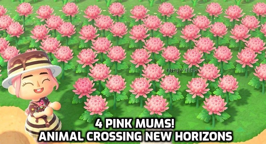 4 Pink Mums Hybrid Flowers Bundle Lot - Animal Crossing New Horizons ACNH