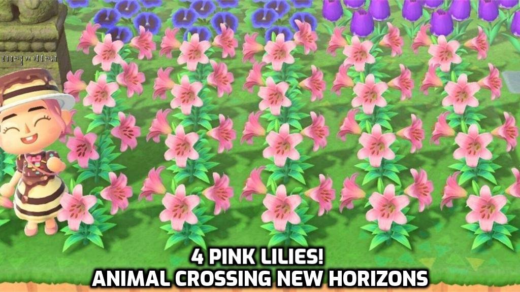 4 Pink Lilies Lily Hybrid Flowers Bundle Lot Animal Crossing New