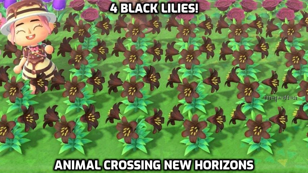 4 Black Lilies Lily Hybrid Flowers Bundle Lot Animal Crossing New