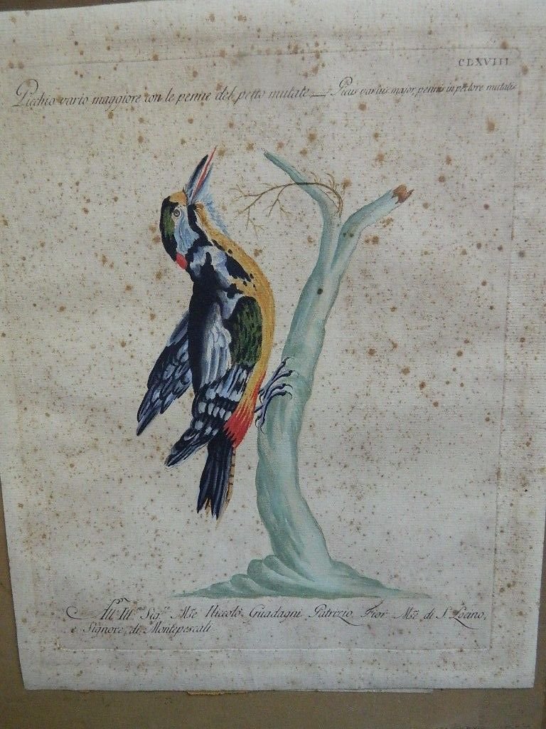 antique colored etching Italian -pichio  -18th century